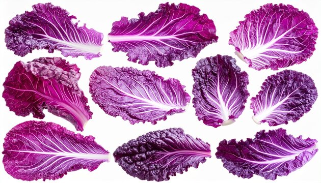Red cabbage leaves arranged isolated on transparent background

