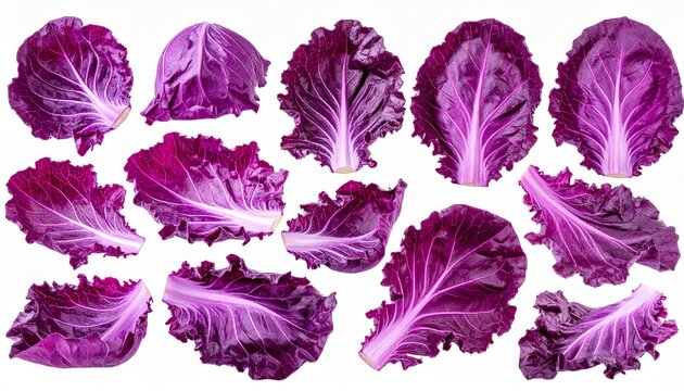 Red cabbage leaves arranged isolated on transparent background
