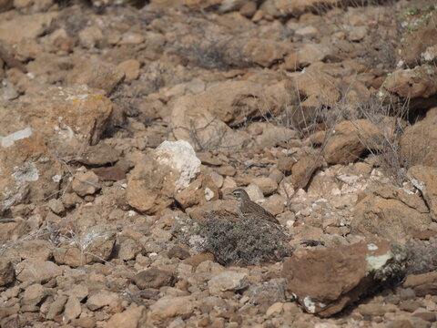 Profile of a wild Berthelot pipit bird on the rocky coast of Tenerife island