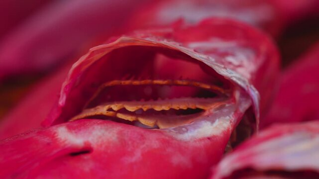 Red fish on the counter in close-up, gill stamens and the internal structure of the gills..
