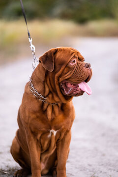 Dogue de Bordeaux dog sitting outdoors on a path with tongue out and drool