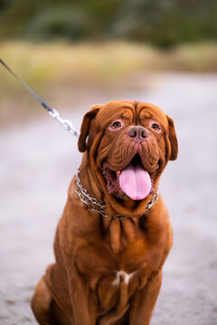 Dogue de Bordeaux dog sitting outdoors on a path with tongue out and drool
