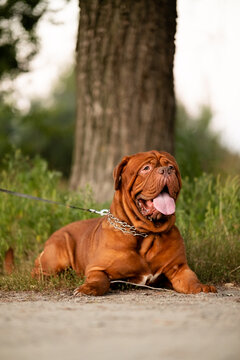 Dogue de Bordeaux dog lying on grass outdoors near a tree trunk looking up