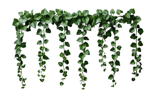Hanging ivy curtain with long trailing vines