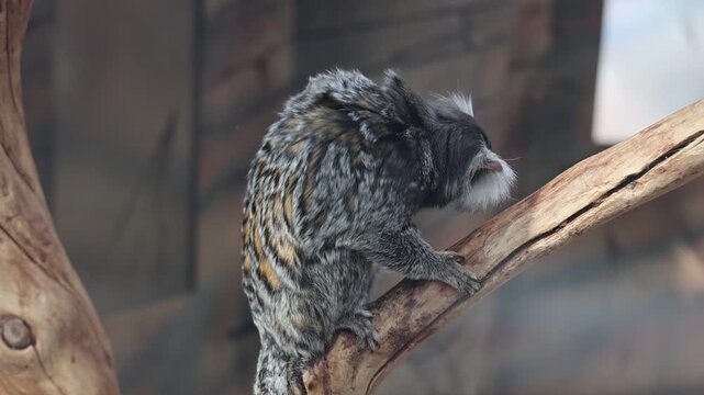 Common Marmoset Monkey Perched on a Tree Branch in Natural Enclosure, Wildlife Footage