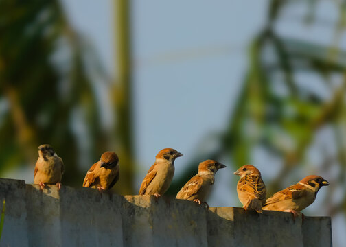 A row of cute Eurasian tree sparrows perched together on a metal fence in natural light