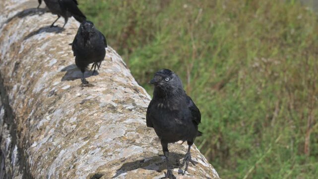 Jackdaws (Corvus monedula) walking along and taking off from a stone wall. August, Kent, UK [Half speed]