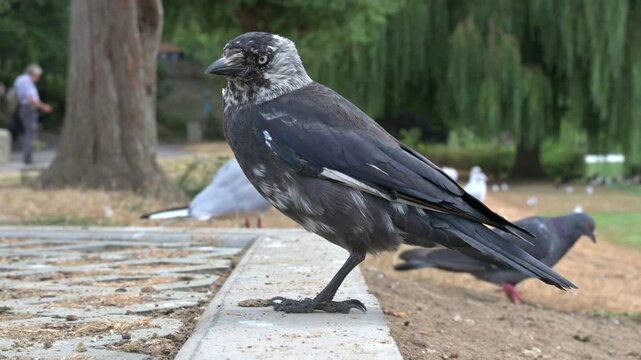 Jackdaw (Corvus monedula) with leucism (genetic disorder) affecting its black plumage, eating seeds in closeup. August, Kent, UK [Half speed]