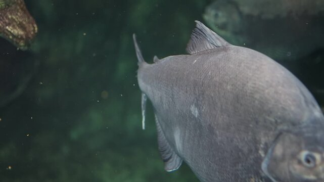 Large Pacu Fish Swimming in an Aquarium Tank: High-Definition Underwater Wildlife Footage