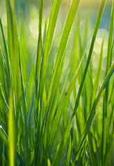 Naklejka premium Sustainability and environmental conservation, fresh green grass blades in a meadow with soft sunlight and natural bokeh background for organic growth