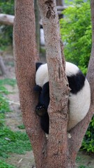 back portrait of panda hiding in the high tree in its natural habitat, panda curling up in the branches © ElizabethGo