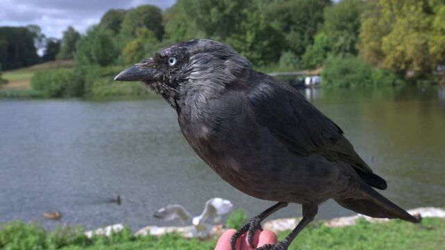 Jackdaw (Corvus monedula) eating seeds from the photographer's hand. August, Kent, UK [Slow motion x4]