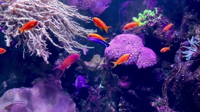 Blue tang and anthias fish swim near vibrant coral in a marine tank. Colorful underwater 4K slow motion footage ideal for aquarium advertising, backgrounds and ocean documentary