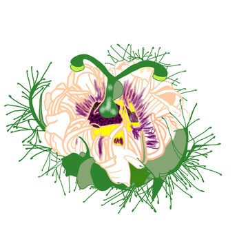 Hand drawn Passiflora foetida flower illustration, stinking passionflower botanical clipart, wild maracuja