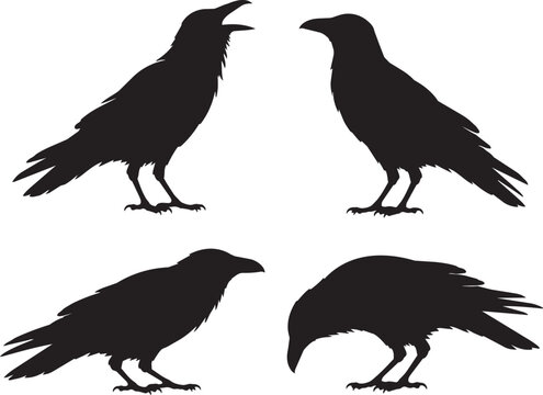 crow and raven silhouette set with four different bird poses icon vector illustration