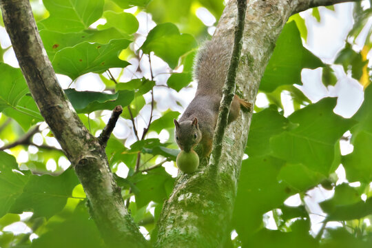 Japanese squirrel that came down sucking a large nut 