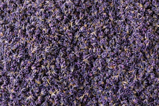 Dried lavender sprigs filling the surface in a dense, tactile mosaic, featuring soft violet and plum tones for wellness and beauty backgrounds