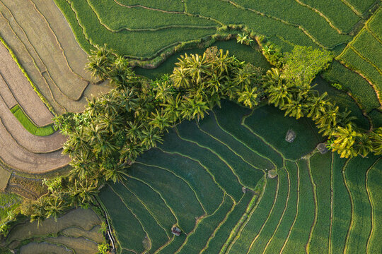 Aerial view of the lush green rice terraces of Kayuwangi Lor with rows of palm trees and intricate irrigation patterns in Banyubiru, Central Java, Indonesia.
