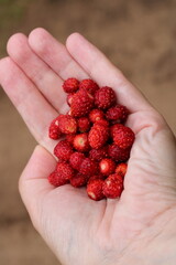 There are a lot of strawberries on a woman's hand, © Ира Якимчук