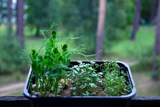 Freshly grown microgreens in a tray with a blurred forest background