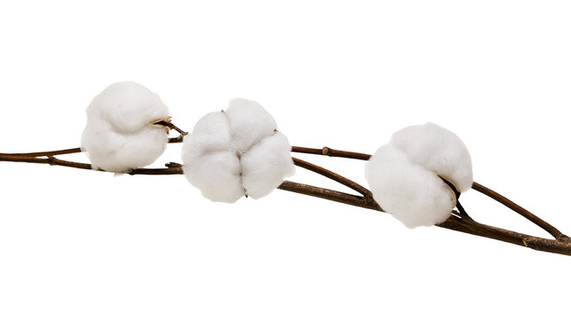 Three fluffy white cotton bolls on a thin brown branch, isolated on transparent background