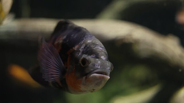 Tiger oscar fish swimming in a freshwater aquarium, dark patterned cichlid in aquatic environment