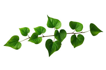 Obraz premium Fresh leafy vine branch growing horizontally
