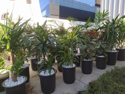 Tropical indoor plants in black pots with white decorative stones at plant nursery