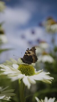butterfly on a flower in a vertical video format