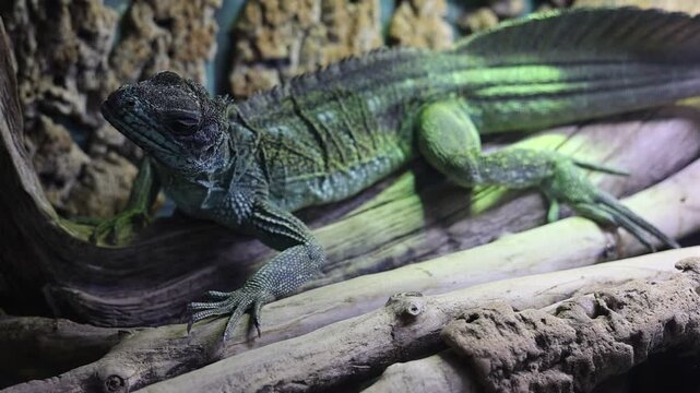 Green Sailfin Lizard Resting on Branches in Terrarium: High-Definition Wildlife Footage