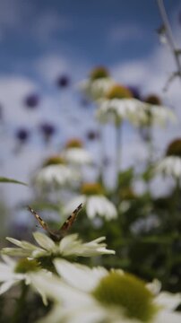 Portrait video of a butterfly on a flower close up in slow motion