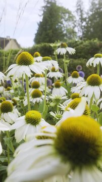 flowers in a garden in vertical video format