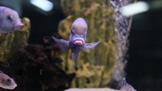 Cyrtocara moorii dolphin cichlid swimming in freshwater aquarium, tropical fish keeping and aquatic life concept