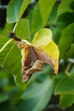 Wilting curled leaf among green foliage, close-up