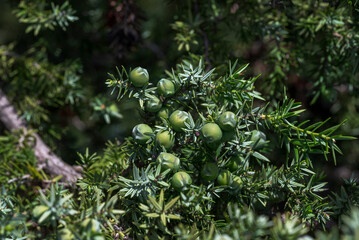 Close-up photograph of Juniperus macrocarpa growing in the coastal dunes of Bolonia Beach, Tarifa, Cadiz, Spain, highlighting its needle-like leaves © ihervas