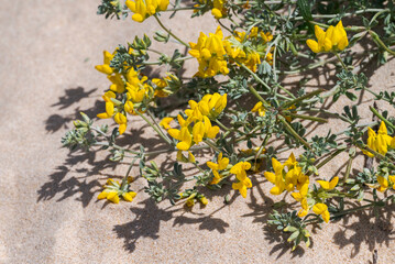 Close-up photograph of Lotus creticus flowers growing in the coastal dunes of Bolonia Beach, Tarifa, Cadiz, Spain, highlighting native Mediterranean dune vegetation © ihervas