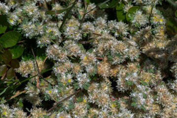 Close-up photograph of Paronychia argentea flowering in the coastal dunes of Bolonia Beach, Tarifa, Cadiz, Spain, highlighting native Mediterranean dune vegetation © ihervas