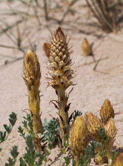 Close-up photograph of Orobanche densiflora growing on coastal dunes at Bolonia Beach, Tarifa, Cadiz, Spain, showcasing a parasitic wildflower native to Mediterranean sandy habitats © ihervas