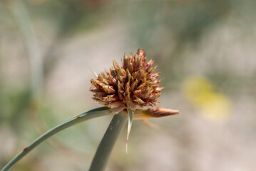 Close-up photograph of Cyperus capitatus fruiting head growing on the coastal dunes of Bolonia Beach, Tarifa, Cadiz, Spain, a characteristic sedge of Mediterranean sandy habitats © ihervas