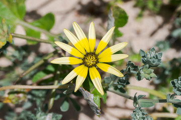 Close-up photograph of Arctotheca calendula, an invasive South African species in the Iberian Peninsula, flowering on the coastal dunes of Bolonia Beach, Tarifa, Cadiz, Spain © ihervas