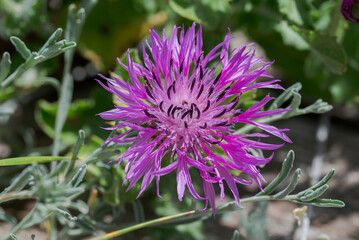 Close-up of Centaurea polyacantha flower blooming in the coastal dunes of Bolonia Beach, Tarifa, Cadiz, Spain, highlighting native Mediterranean dune flora © ihervas