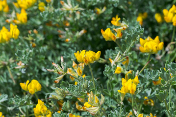 Close-up photograph of Lotus creticus flowers growing in the coastal dunes of Bolonia Beach, Tarifa, Cadiz, Spain, highlighting native Mediterranean dune vegetation © ihervas