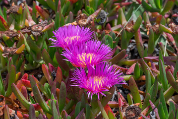 Close-up photograph of Carpobrotus acinaciformis, an invasive South African species in the Iberian Peninsula, flowering on the coastal dunes of Bolonia Beach, Tarifa, Cadiz, Spain © ihervas