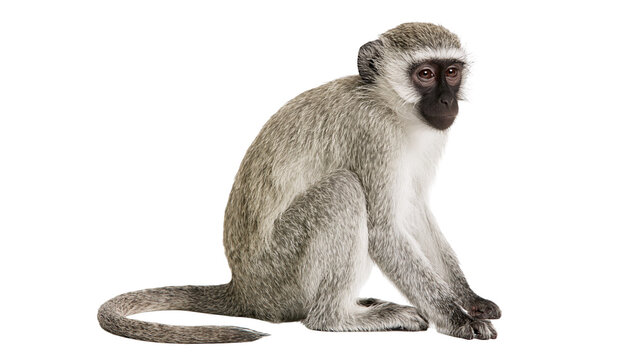 Vervet monkey with grey fur and black face, isolated on transparent background