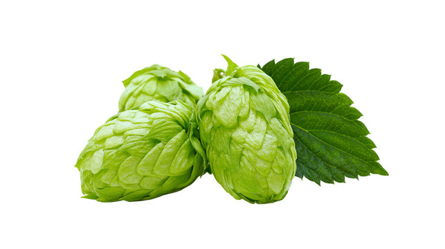 Three green hop cones with a leaf, isolated on transparent background