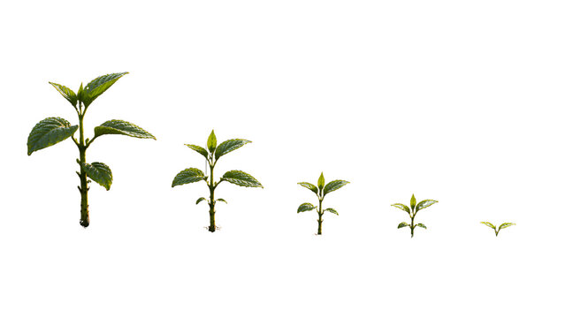Green Plant Growth Timeline 2026 to 2030 Sustainable Development Concept