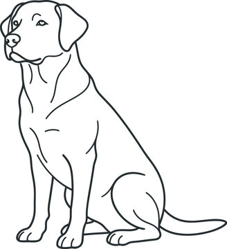 white labra dog retriever puppy