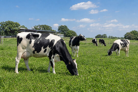 Holstein dairy cows grazing on lush green pasture at a working farm with open space for advertising copy
