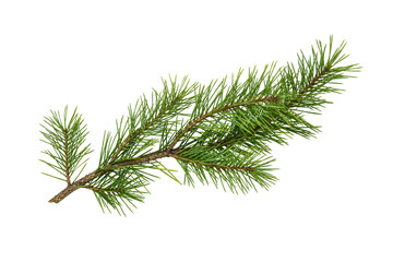 Vibrant green pine branch with sharp needles extends horizontally, isolated against a clean white background, showcasing natural texture © Chinases