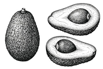 Vintage avocado engraving vector, hand drawn botanical fruit illustration, whole and halved avocado with pit, black and white sketch © Samina